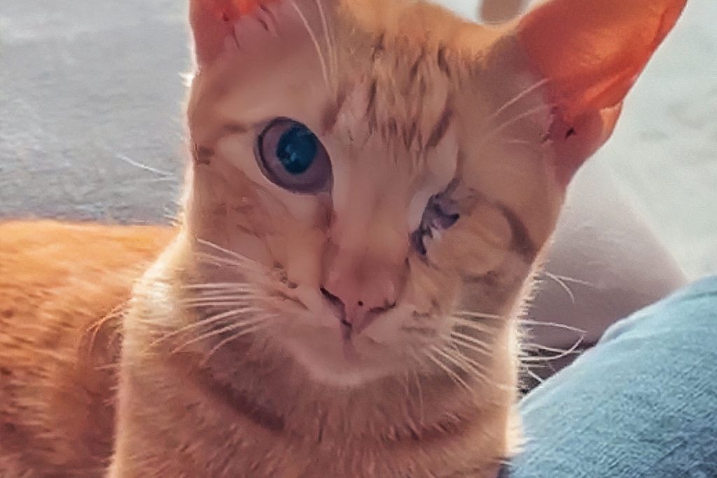 Furries Garden 尚安宠物殡葬服务