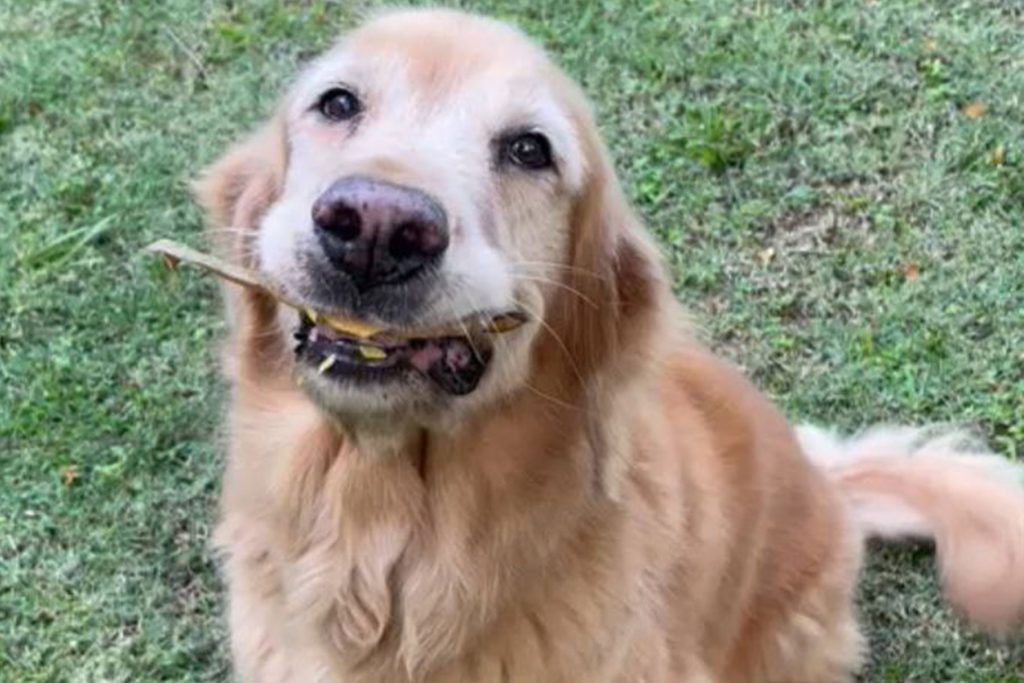 Furries Garden 尚安宠物殡葬服务