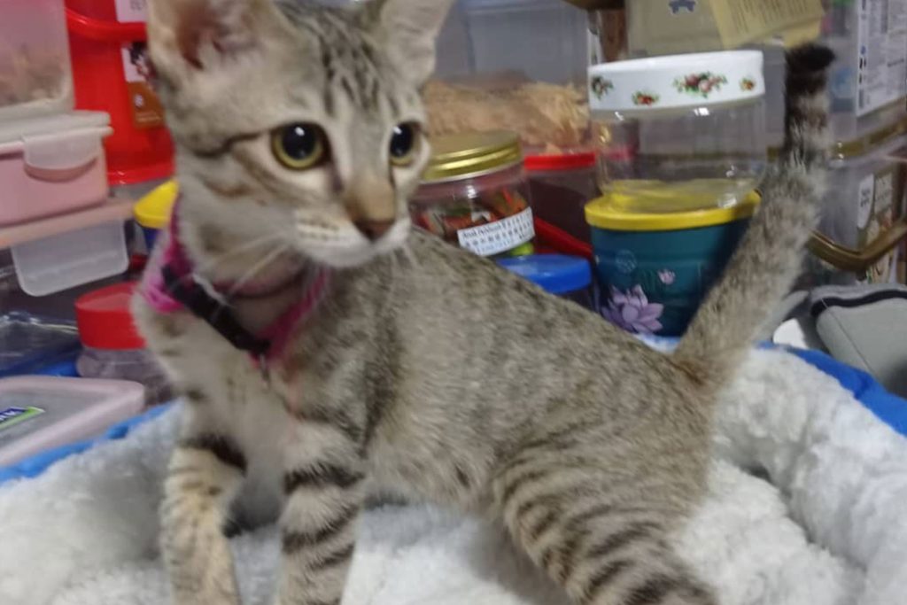 Furries Garden 尚安宠物殡葬服务