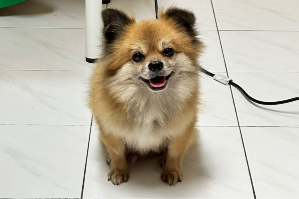 Furries Garden 尚安宠物殡葬服务