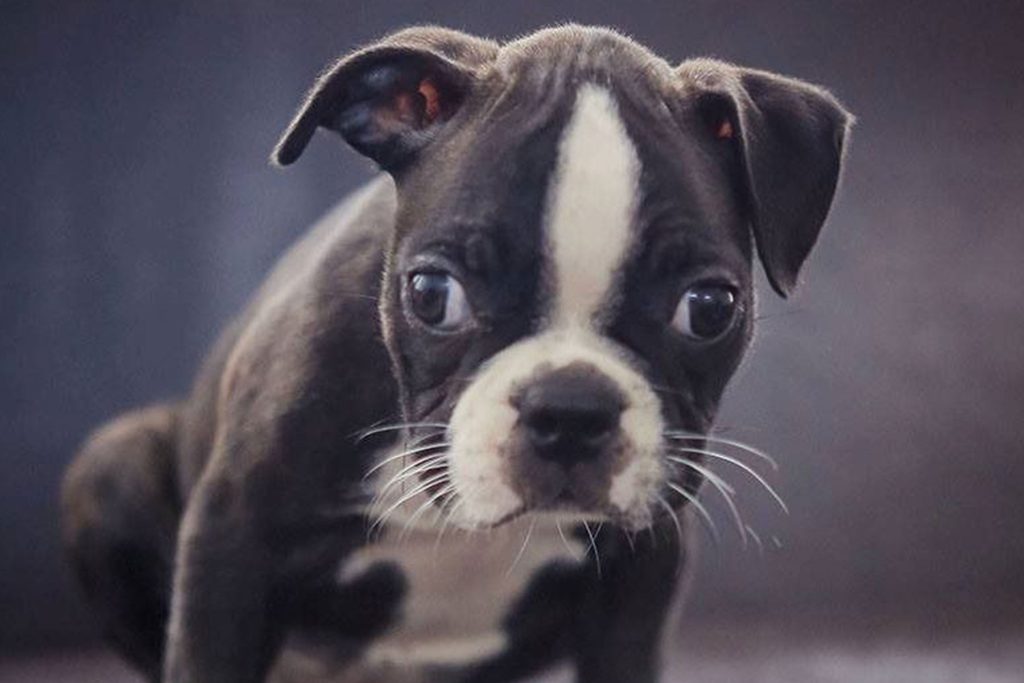 Furries Garden 尚安宠物殡葬服务