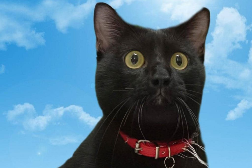 Furries Garden 尚安宠物殡葬服务