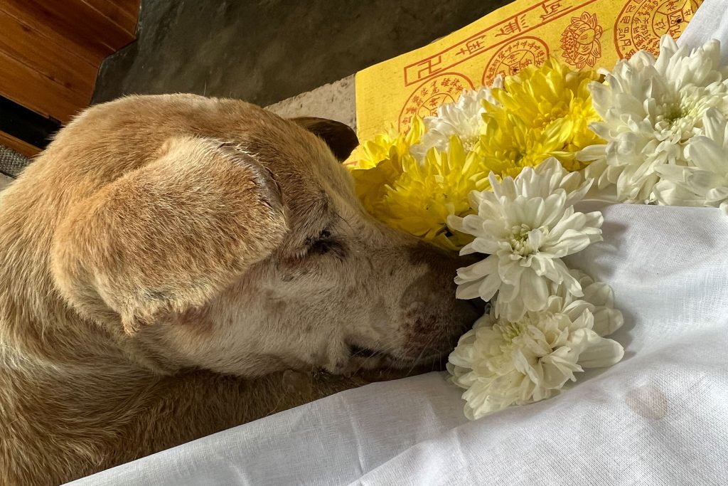 Furries Garden 尚安宠物殡葬服务