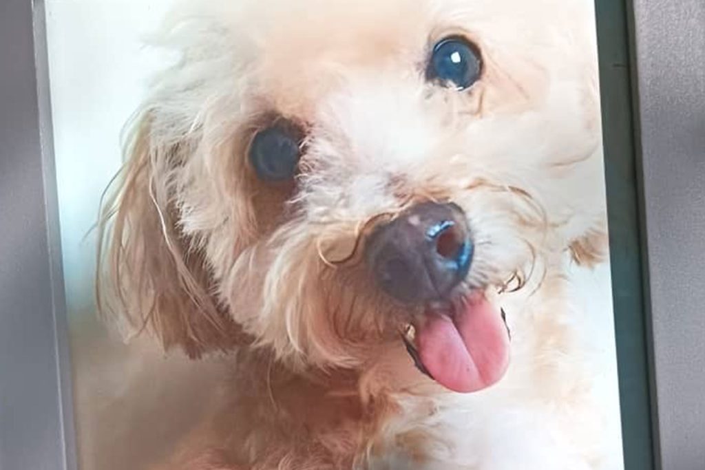 Furries Garden 尚安宠物殡葬服务