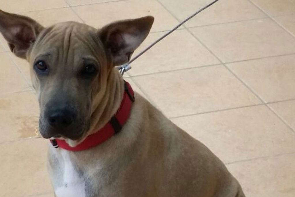 Furries Garden 尚安宠物殡葬服务