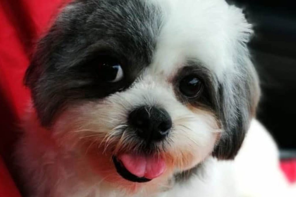 Furries Garden 尚安宠物殡葬服务