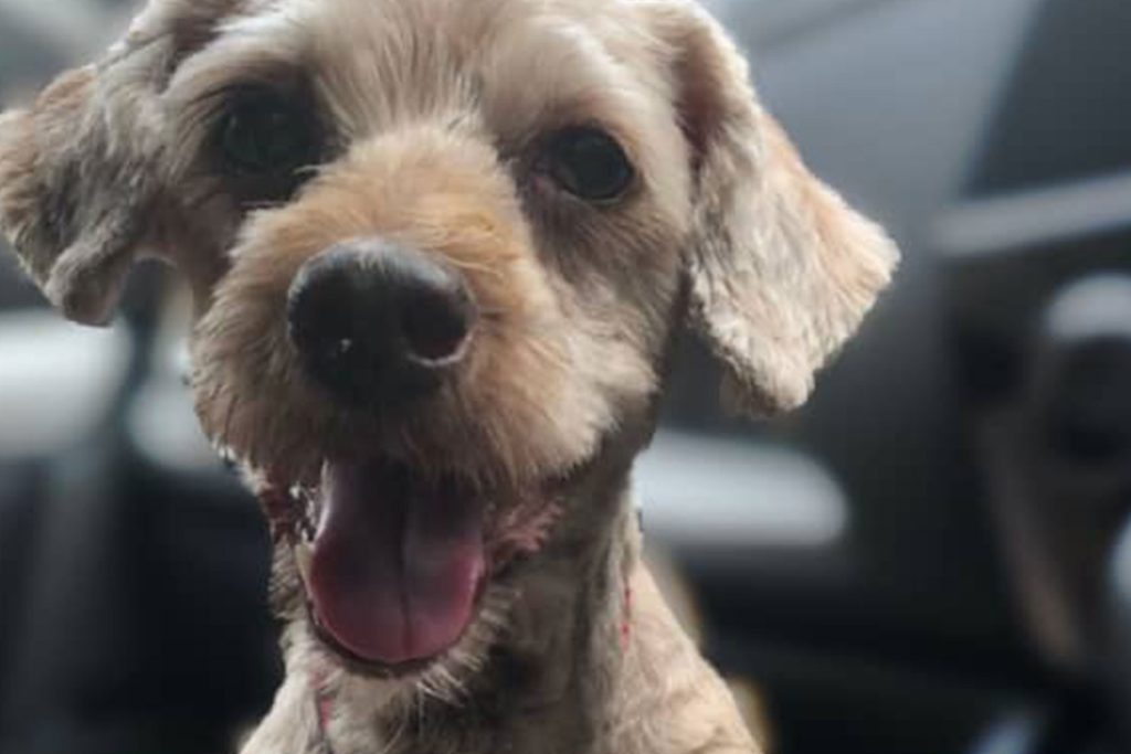 Furries Garden 尚安宠物殡葬服务