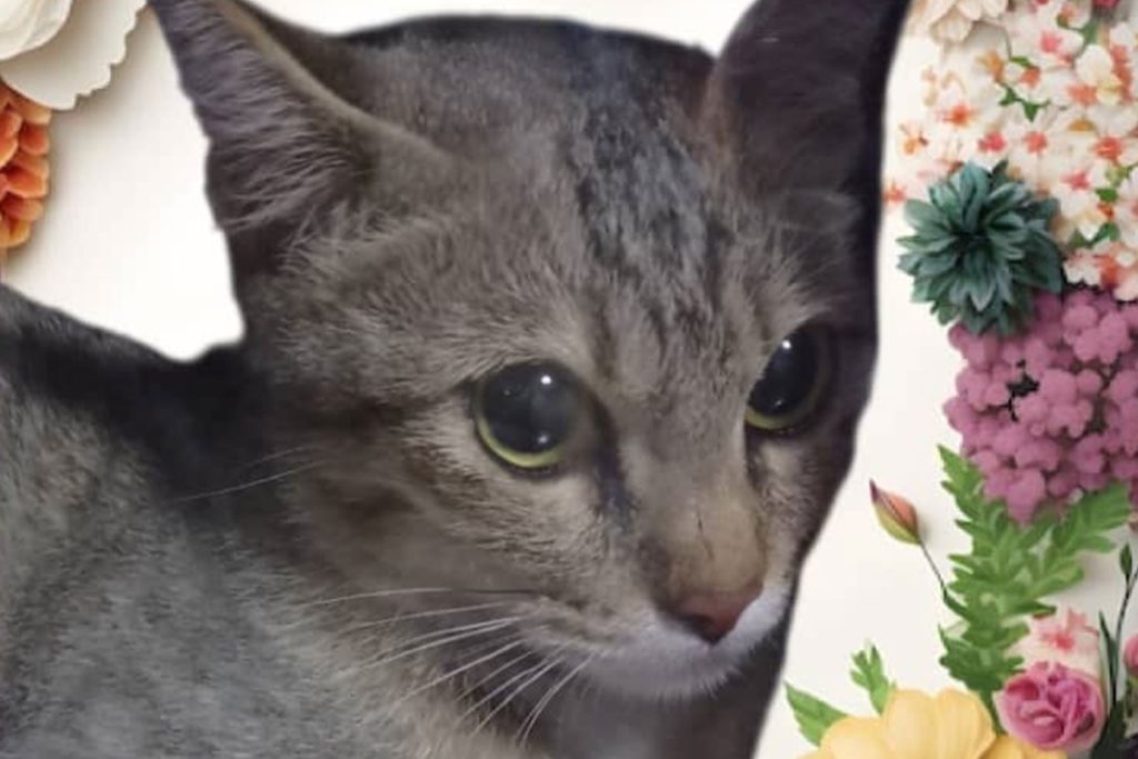 Furries Garden 尚安宠物殡葬服务